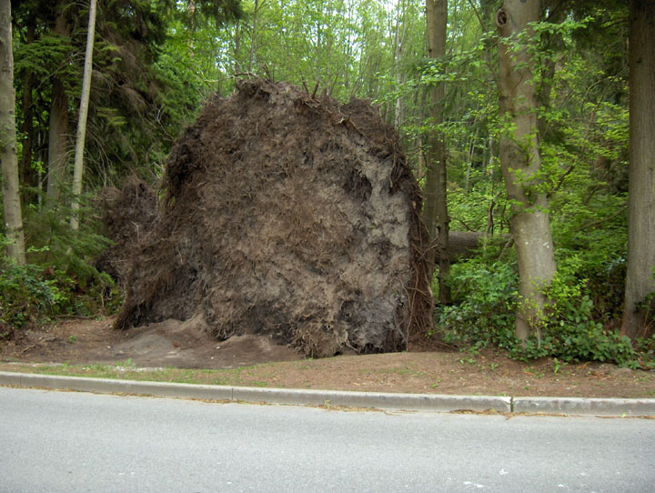 Fallen One tree Canada green