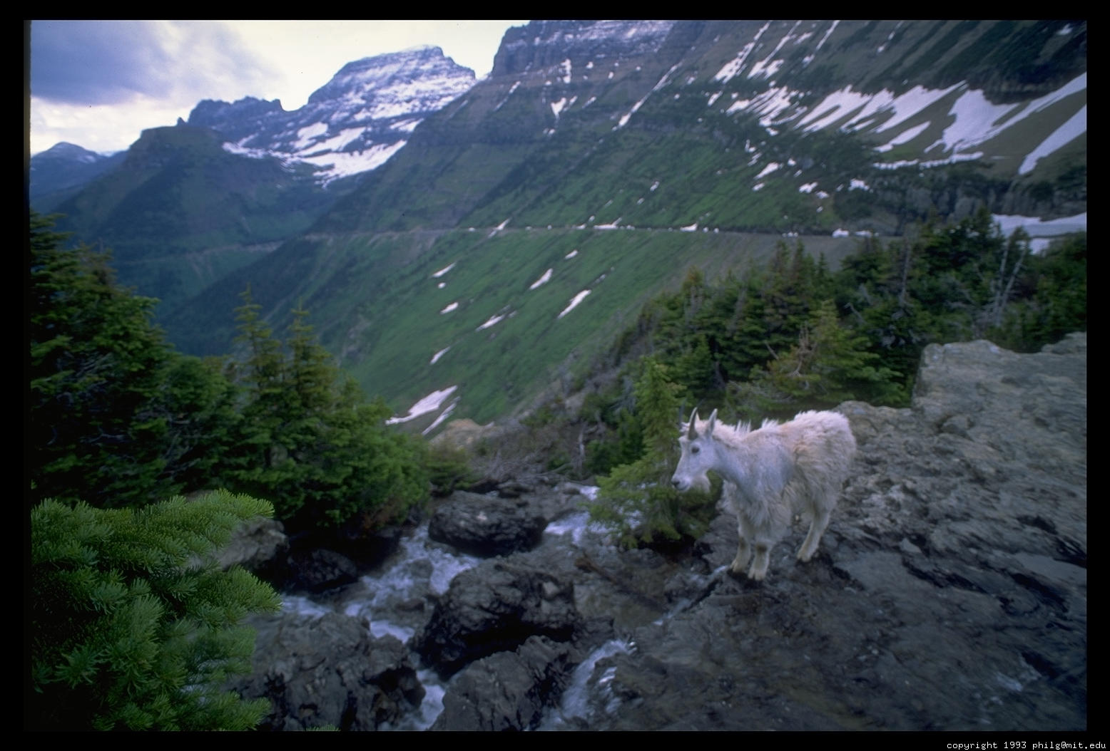 mountain goat